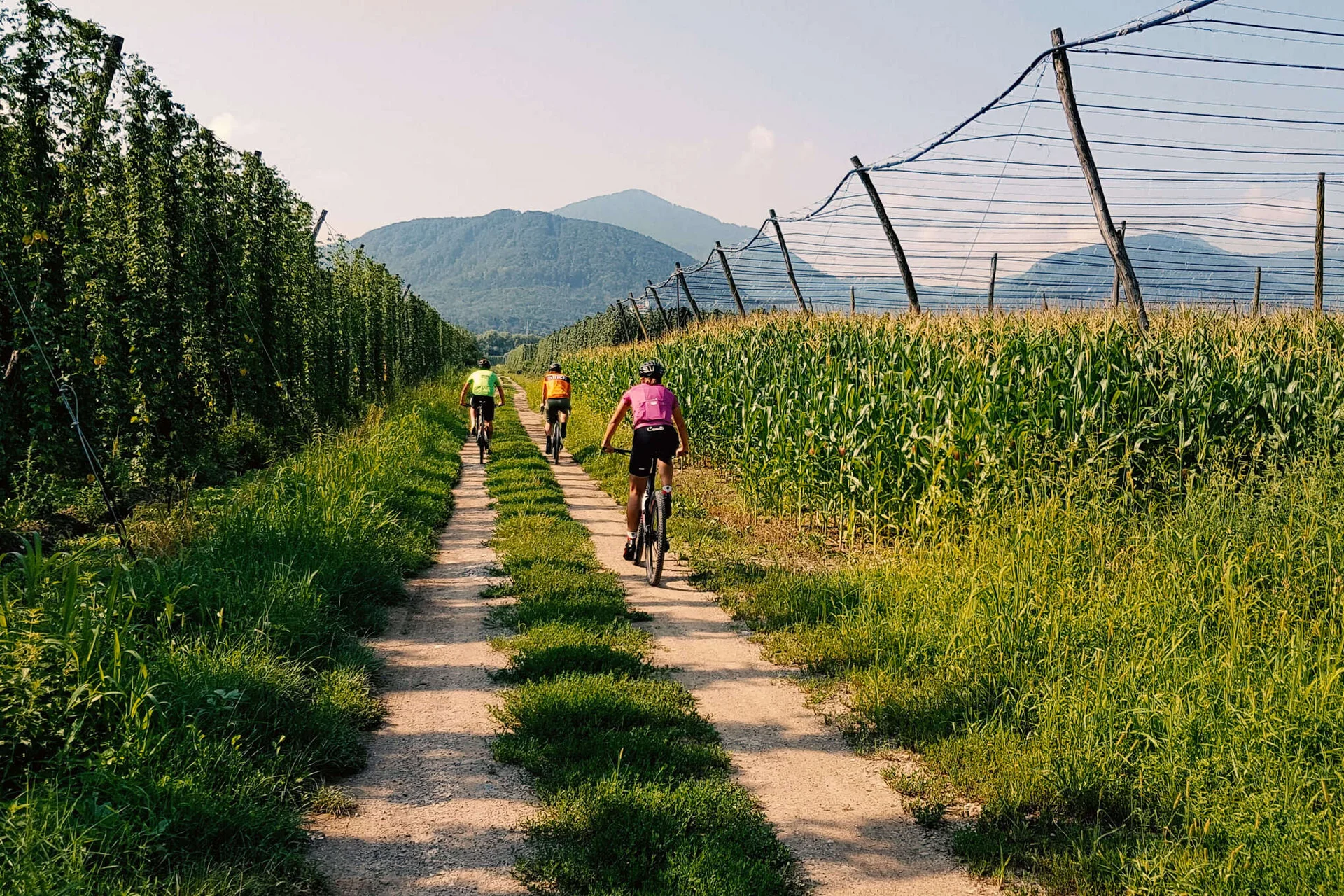 Velontour © Hotel Grof Archive Drei Radfahrer auf einem Feldweg zwischen grünen Feldern und Bergen im Hintergrund