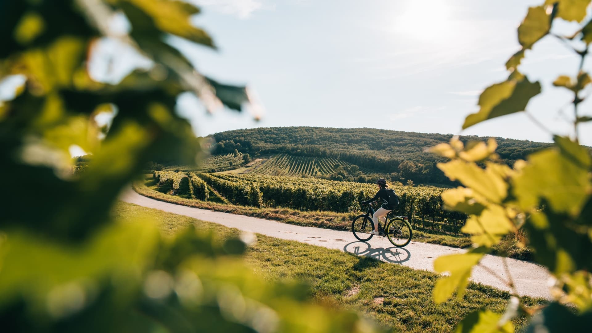 Radfahren durch die sanft-hügelige Landschaft © Niederösterreich Werbung Romeo Felsenreich