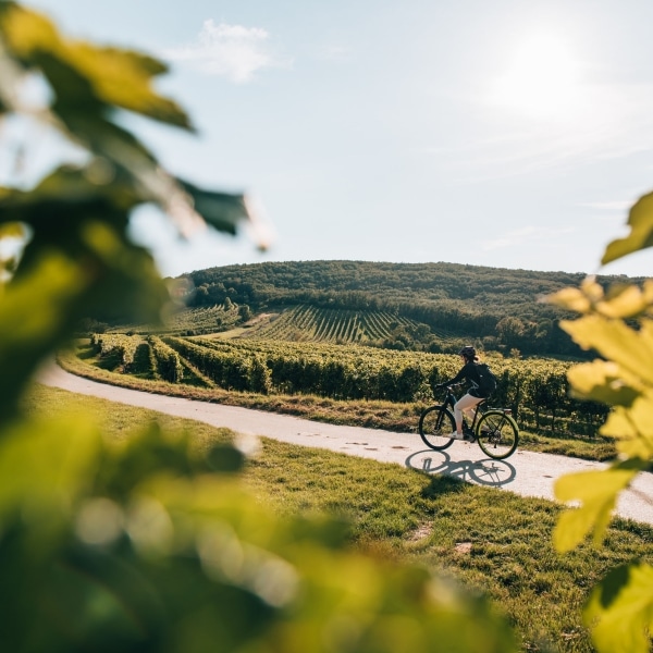 Radfahren durch die sanft-hügelige Landschaft © Niederösterreich Werbung Romeo Felsenreich